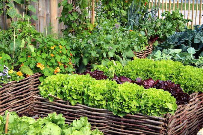 10 Easy-to-Grow Monsoon Vegetables