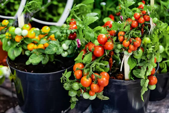 Fresh Produce, No Yard Required: How to Grow Vegetables in Pots