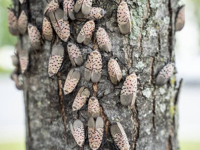 Small Insects Infest New York City, Residents Report Swarms