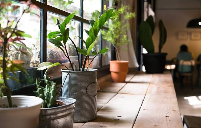 Improve the Quality of the Air in Your Home with Houseplants