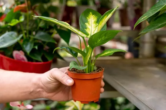 बरसाती मौसम में पौधों का चुनाव और सही देखभाल: एक पूर्ण गाइड(The Ultimate Guide to Rainy Season Plant Care)