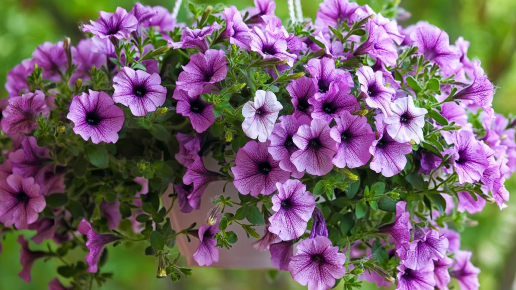 Petunias