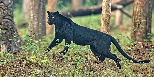 Bandipur National Park, Karnataka