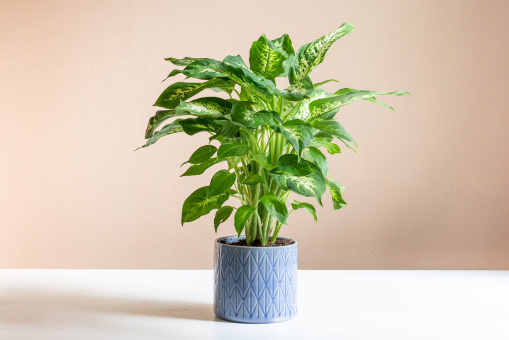 The Art of Dieffenbachia Care: Expert Insights