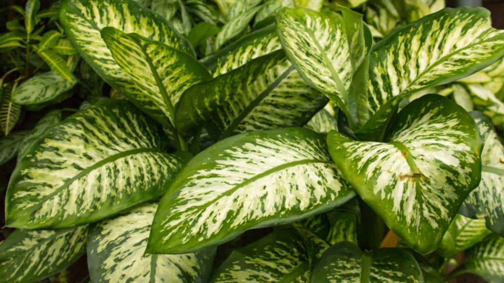 Art of Dieffenbachia Care