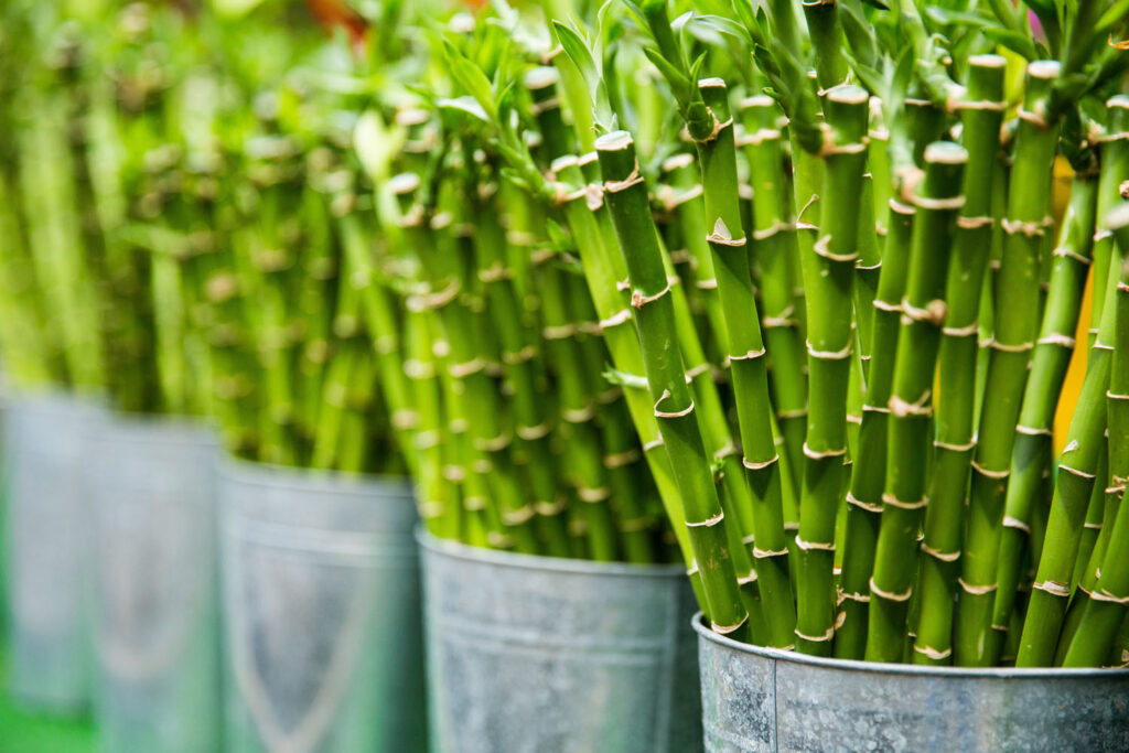 Lucky Bamboo Care