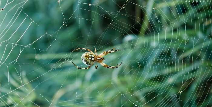 The Ultimate Spider and Cobweb Removal Guide