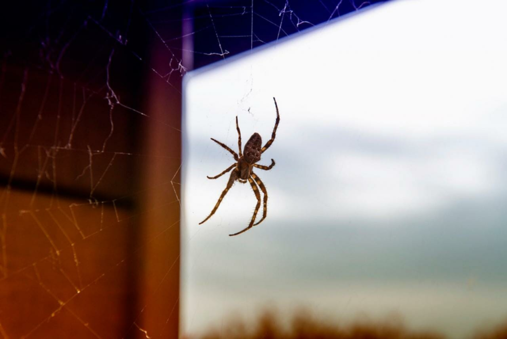 Spider and Cobweb Removal