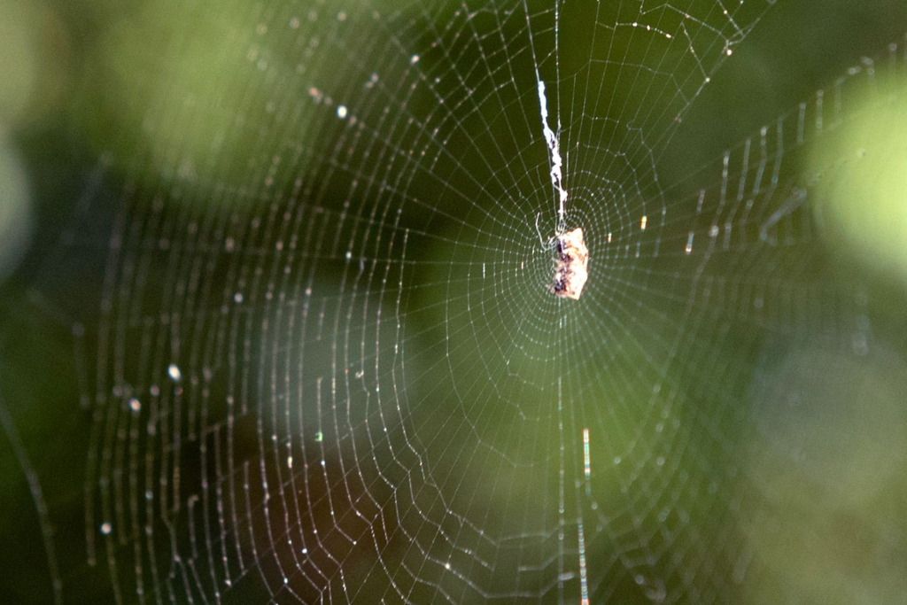 Spider and Cobweb Removal